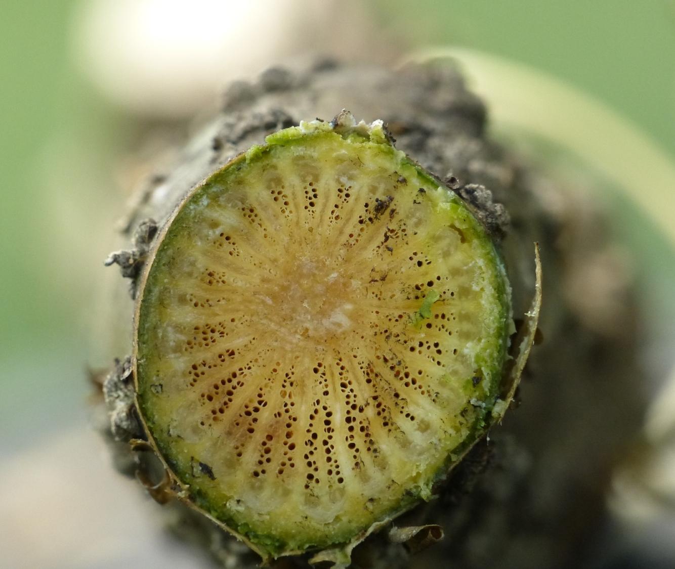 Tinospora – eFlora of India